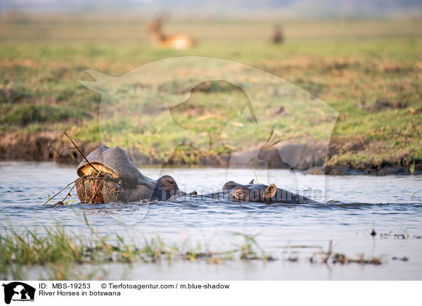 Flusspferde in Botswana / River Horses in botswana / MBS-19253