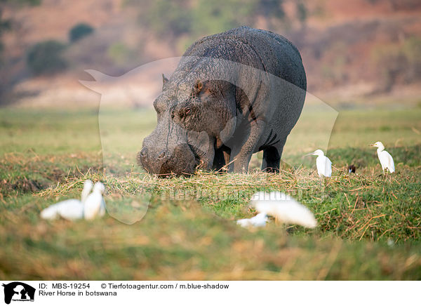 River Horse in botswana / MBS-19254