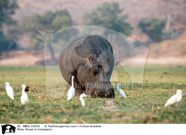 Flusspferd in Botswana / River Horse in botswana / MBS-19255