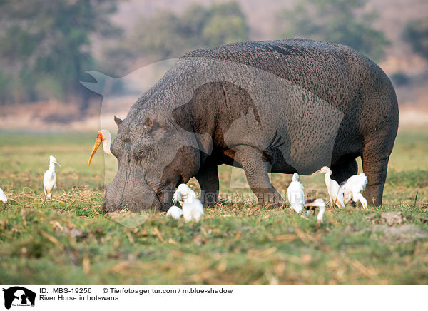 Flusspferd in Botswana / River Horse in botswana / MBS-19256