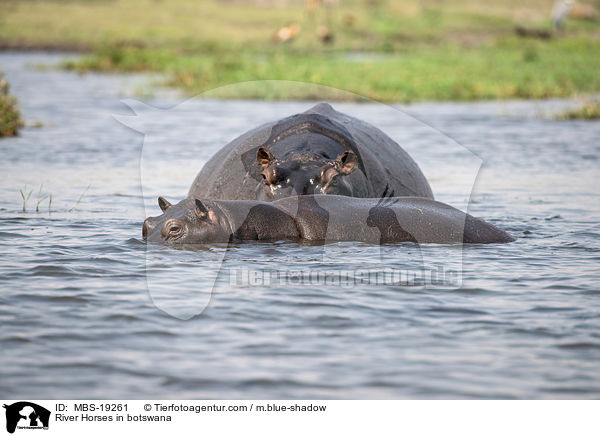 River Horses in botswana / MBS-19261