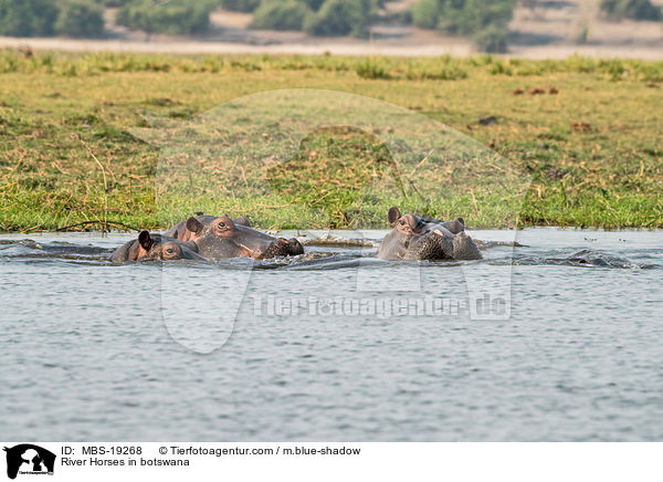 Flusspferde in Botswana / River Horses in botswana / MBS-19268