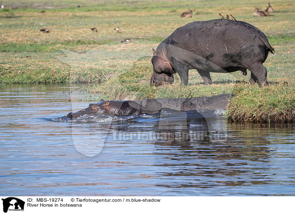 Flusspferd in Botswana / River Horse in botswana / MBS-19274