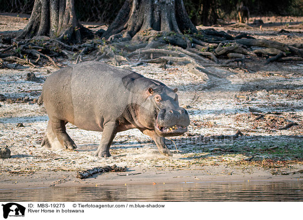 Flusspferd in Botswana / River Horse in botswana / MBS-19275