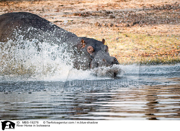 River Horse in botswana / MBS-19276