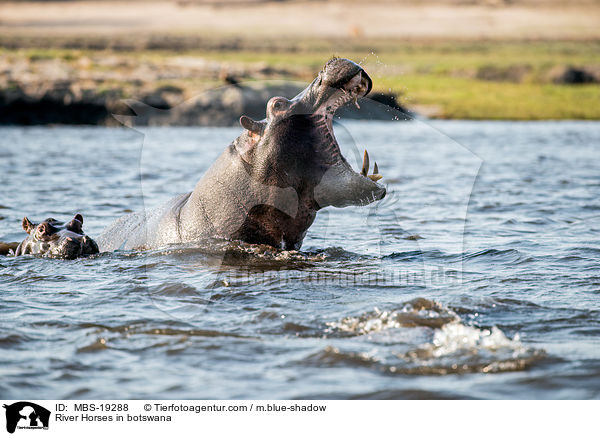 Flusspferde in Botswana / River Horses in botswana / MBS-19288