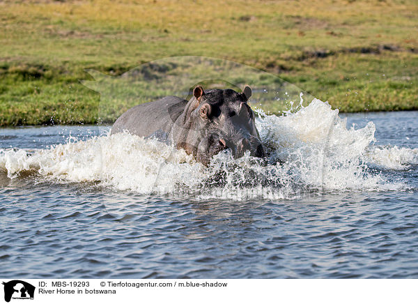 Flusspferd in Botswana / River Horse in botswana / MBS-19293