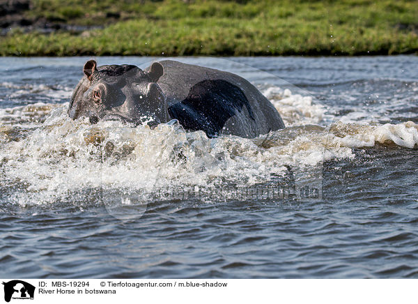 Flusspferd in Botswana / River Horse in botswana / MBS-19294