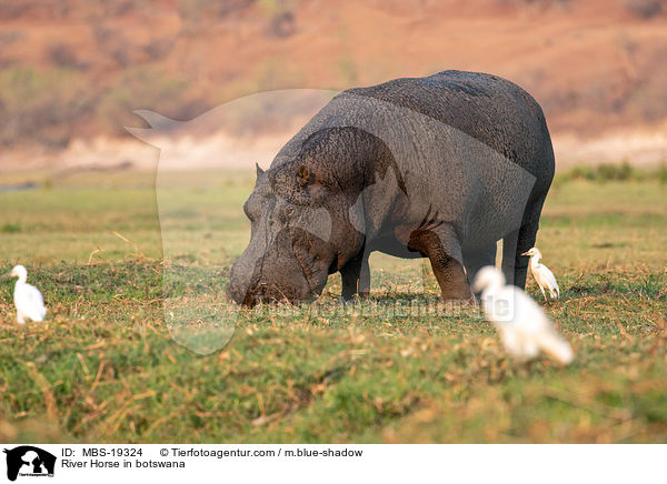 River Horse in botswana / MBS-19324