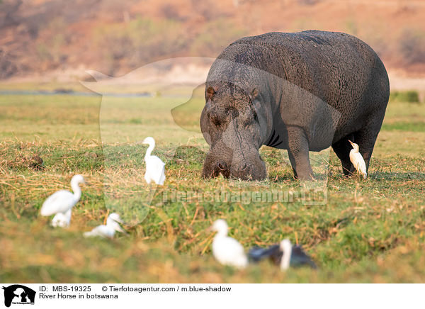 River Horse in botswana / MBS-19325