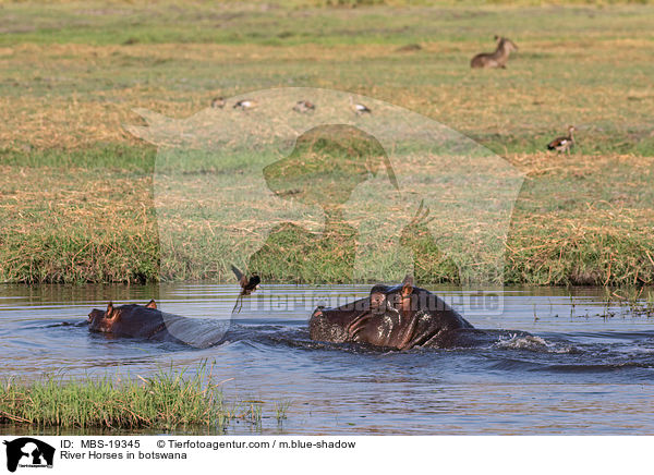 Flusspferde in Botswana / River Horses in botswana / MBS-19345