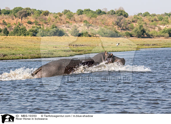 Flusspferd in Botswana / River Horse in botswana / MBS-19350