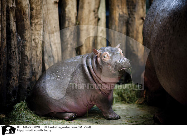 Flusspferd Mutter mit Jungtier / Hippo mother with baby / MAZ-05820