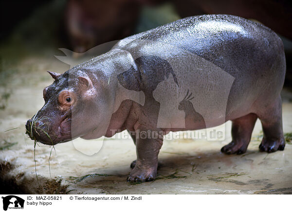 junges Flusspferd / baby hippo / MAZ-05821