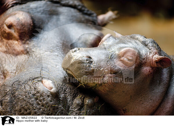 Flusspferd Mutter mit Jungtier / Hippo mother with baby / MAZ-05822