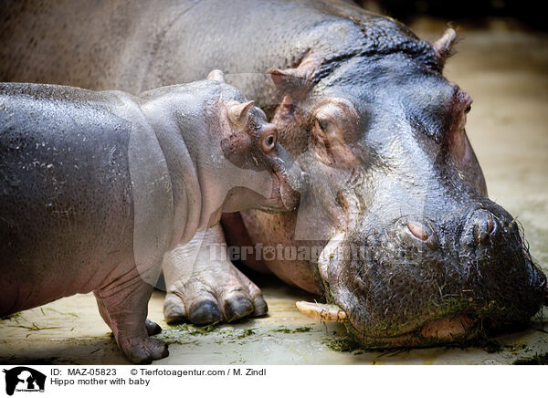 Flusspferd Mutter mit Jungtier / Hippo mother with baby / MAZ-05823