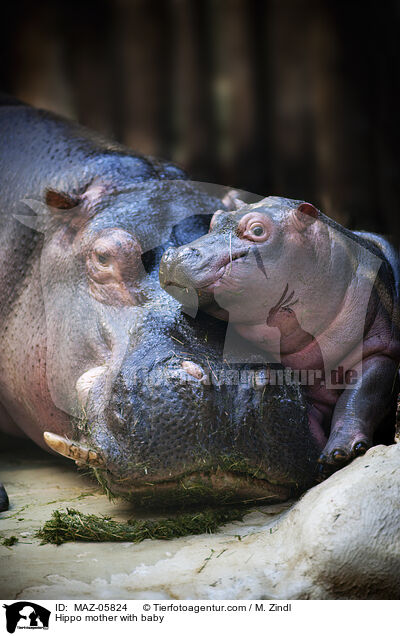 Flusspferd Mutter mit Jungtier / Hippo mother with baby / MAZ-05824