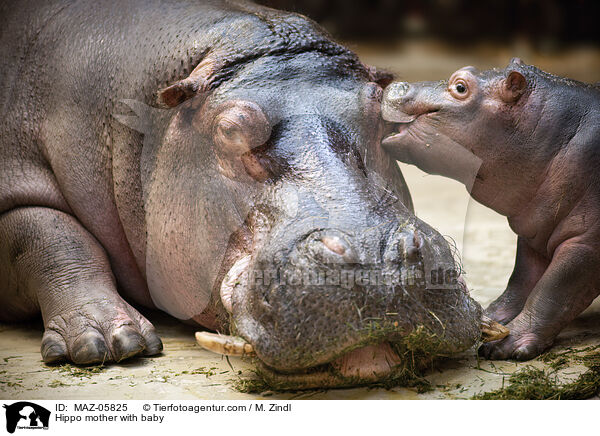 Flusspferd Mutter mit Jungtier / Hippo mother with baby / MAZ-05825