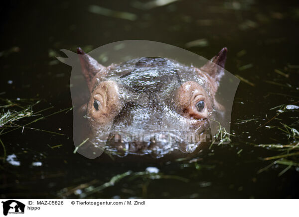 Flusspferd / hippo / MAZ-05826