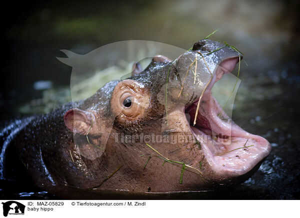 junges Flusspferd / baby hippo / MAZ-05829