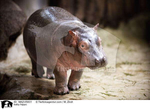 junges Flusspferd / baby hippo / MAZ-05831