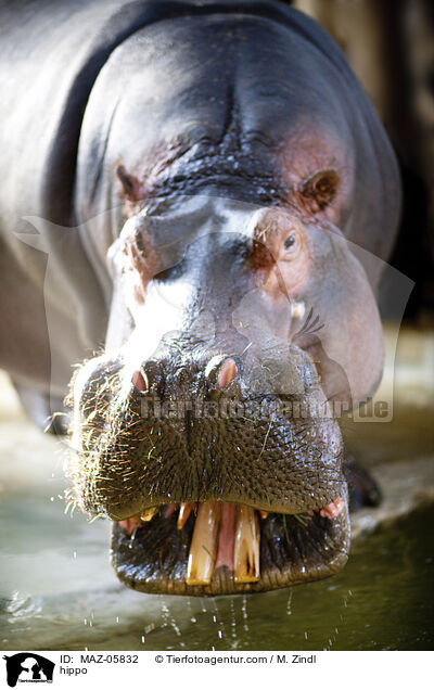 Flusspferd / hippo / MAZ-05832
