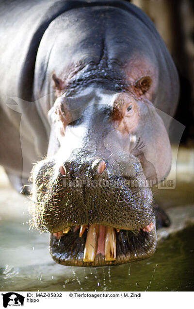 hippo / MAZ-05832
