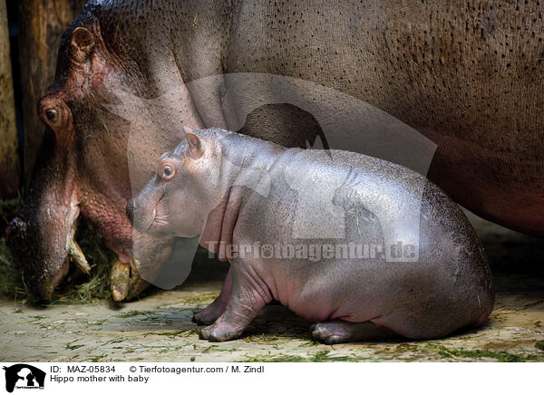 Flusspferd Mutter mit Jungtier / Hippo mother with baby / MAZ-05834