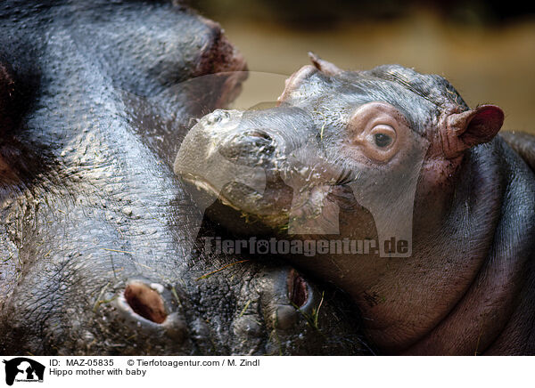Flusspferd Mutter mit Jungtier / Hippo mother with baby / MAZ-05835