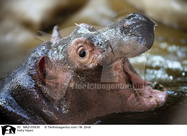 junges Flusspferd / baby hippo / MAZ-05836