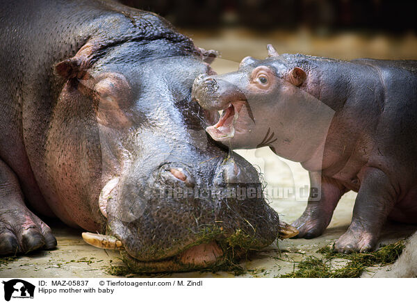 Flusspferd Mutter mit Jungtier / Hippo mother with baby / MAZ-05837