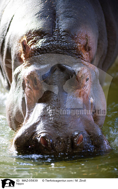 Flusspferd / hippo / MAZ-05839