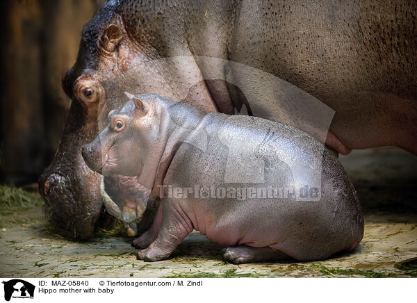 Flusspferd Mutter mit Jungtier / Hippo mother with baby / MAZ-05840