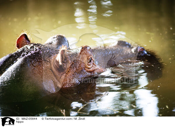 Flusspferd / hippo / MAZ-05844
