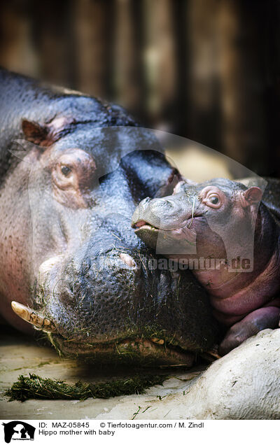 Flusspferd Mutter mit Jungtier / Hippo mother with baby / MAZ-05845