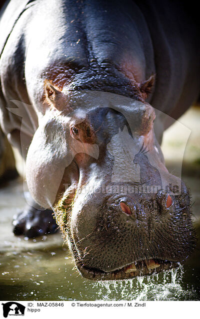 Flusspferd / hippo / MAZ-05846