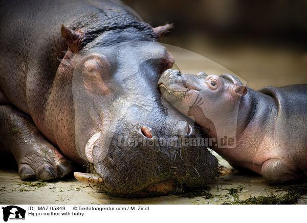 Flusspferd Mutter mit Jungtier / Hippo mother with baby / MAZ-05849
