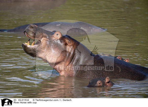 River Horse with cup / IG-01532