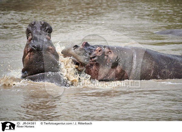 River Horses / JR-04381