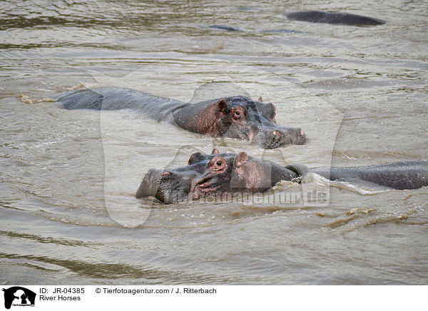 River Horses / JR-04385
