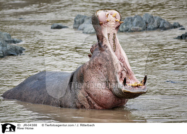 River Horse / JR-04388