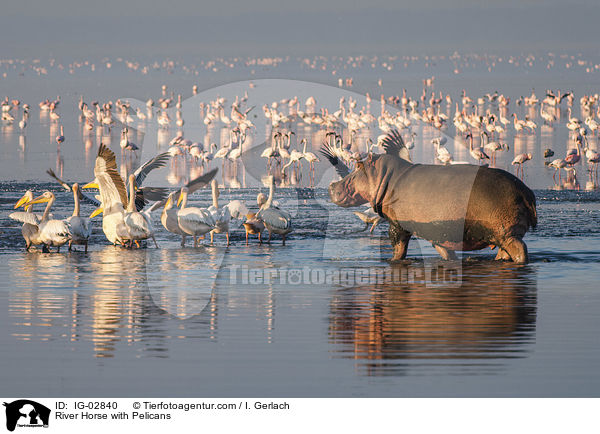 Flusspferd mit Pelikane / River Horse with Pelicans / IG-02840