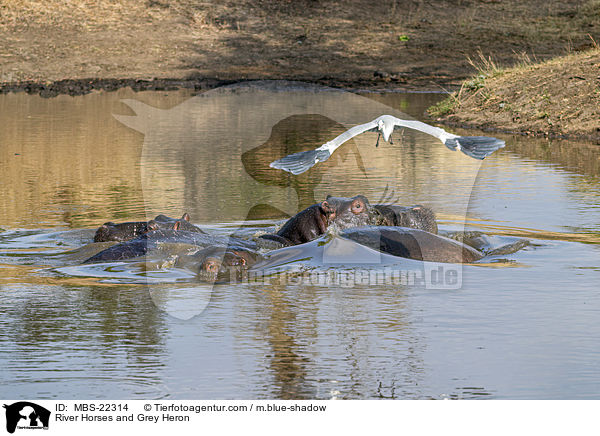 Flusspferde und Graureiher / River Horses and Grey Heron / MBS-22314