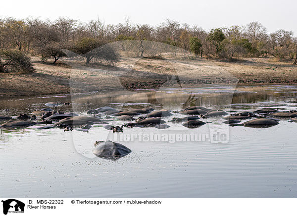 Flusspferde / River Horses / MBS-22322