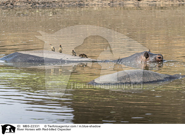 Flusspferde mit Rotschnabel-Madenhacker / River Horses with Red-billed Oxpecker / MBS-22331