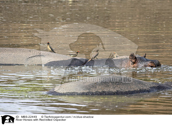 Flusspferde mit Rotschnabel-Madenhacker / River Horses with Red-billed Oxpecker / MBS-22449