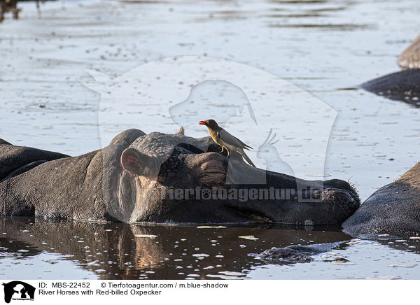 Flusspferde mit Rotschnabel-Madenhacker / River Horses with Red-billed Oxpecker / MBS-22452