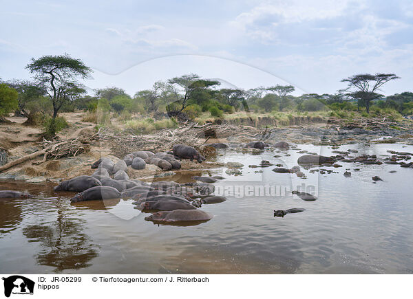 Flusspferde / hippos / JR-05299