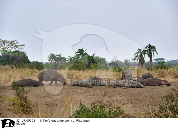 Flusspferde / hippos / JR-05301