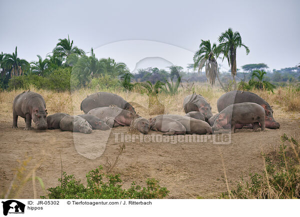 Flusspferde / hippos / JR-05302